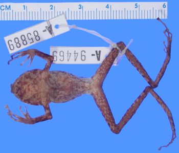 Media type: image; Herpetology A-94469